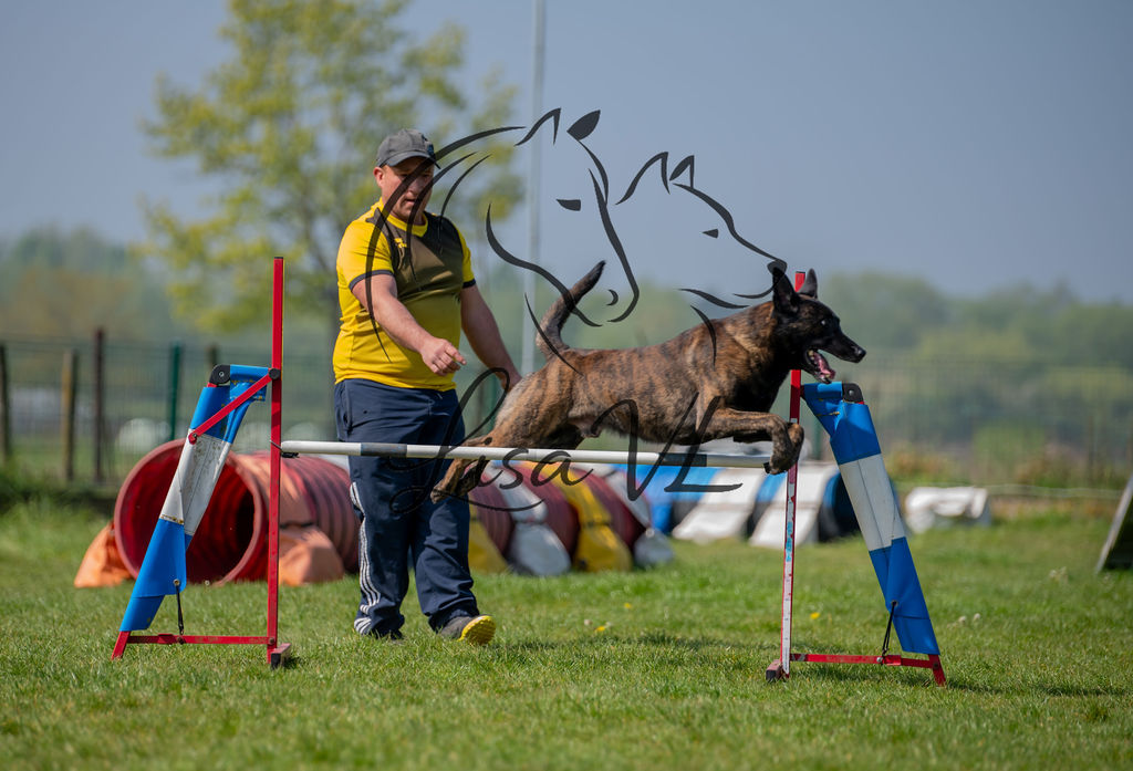 Fotoreportage training Dogs in Action April 2026